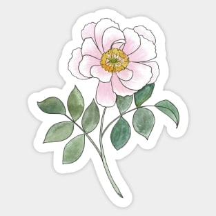 Watercolor Peony Illustration Sticker